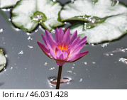 Blooming nymphea closeup (Lat. - nymphaea) Стоковое фото, фотограф Irina Opachevsky / Фотобанк Лори