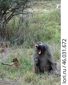 Chacma baboon monkey sits and yawns or screams, shows grin with sharp fangs (2023 год). Стоковое фото, фотограф Екатерина Якименко / Фотобанк Лори