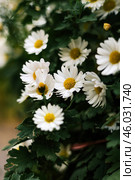 Summer floral background. Matricaria chamomilla annual flowering plant. Стоковое фото, фотограф Екатерина Якименко / Фотобанк Лори