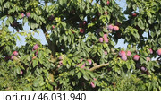 Closeup of plums tree branch with ripe juicy fruits in summer garden. Стоковое видео, видеограф Яков Филимонов / Фотобанк Лори