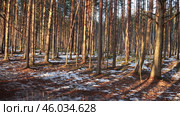 Сосновый бор на закате (Сестрорецкие болота) Редакционное фото, фотограф Юлия Буянова / Фотобанк Лори