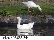 Словацкий белый гусь (Slovak White goose) Стоковое фото, фотограф Александр Тарасенков / Фотобанк Лори