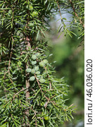 Зеленые шишкоягоды на ветках можжевельника (лат. Juniperus) Стоковое фото, фотограф Елена Коромыслова / Фотобанк Лори