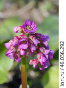 Цветущий бадан толстолистный (лат. Bergenia crassifolia) крупным планом. Стоковое фото, фотограф Елена Коромыслова / Фотобанк Лори