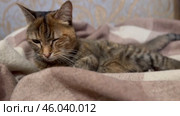Кошка отдыхает на уютном одеяле в домашней обстановке в вечерние часы Cat relaxing on a cozy blanket in a home setting during the evening hours. Стоковое видео, видеограф Соболева Наталия / Фотобанк Лори