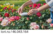 The hand, caring for bright pink bushes in a colorful garden stage, with a smart light sensor and humidity. Стоковое AI-видео, аниматор Zakharova Natasha / Фотобанк Лори
