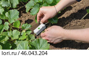 Hands installing smart sensor for strawberry plant growth in sunny garden. Стоковое AI-видео, аниматор Zakharova Natasha / Фотобанк Лори