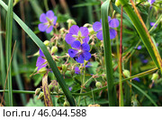 Южный Урал, цветущая герань лесная (Geranium sylvaticum) на лугу. Southern Urals, blooming woodland geranium (Geranium sylvaticum) in the meadow. Стоковое фото, фотограф Евгений Романов / Фотобанк Лори