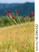 Южный Урал, цветущая кровохлёбка лекарственная (Sanguisorba officinalis) на лугу. Southern Urals, blooming great burnet (Sanguisorba officinalis) in the meadow. Стоковое фото, фотограф Евгений Романов / Фотобанк Лори