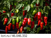 Red and green chili peppers growing on plant. Стоковое AI-изображение, AI-художник Иван Рябоконь / Фотобанк Лори