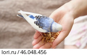 Owner man feeding a budgie. Close-up. White blue budgerigar perching on the hand. Pet bird is eating cucumber from human palm. Cozy Indoor Setting. Person is gently handfeeding a parrot in bright room. Стоковое видео, видеограф Марина Демидюк / Фотобанк Лори