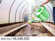 There is a watering can in the hands of an elderly woman. The farmer waters the garden with solutions of potassium permanganate against diseases and pests before planting seedlings in the ground. Стоковое фото, фотограф Photojuli / Фотобанк Лори