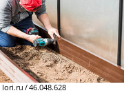 A man holds a battery-powered screwdriver and collects new beds from WPC into a greenhouse made of polyethylene, polycarbonate. Macro photography. Side view. Preparing for the spring garden season. Стоковое фото, фотограф Photojuli / Фотобанк Лори