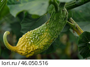 Bitter melon hanging on vine, growing in garden. Стоковое AI-изображение, AI-художник Иван Рябоконь / Фотобанк Лори