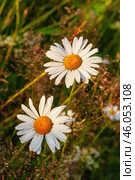 Южный Урал, цветущий нивяник обыкновенный (Leucanthemum vulgare) на лугу. Southern Urals, blooming ox-eye daisy (Leucanthemum vulgare) in a meadow. Стоковое фото, фотограф Евгений Романов / Фотобанк Лори