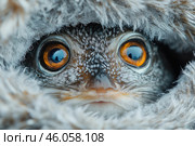 A close-up of an unusual animal with large amber eyes, surrounded by fluffy fur. The eyes have a fascinating reflection in which you can see the silhouette of a person or the surrounding landscape. The texture of the fur and the detail of the face create a feeling of warmth and comfort, but at the same time the look of the creature seems a little mysterious. It could be an owl, a rabbit or a fantasy creature that evokes associations with magical creatures from fairy tales. Стоковое AI-изображение, AI-художник Анна Кривицкая / Фотобанк Лори