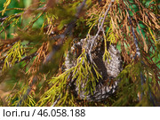 Бумажные осы или полисты (Polistes) охраняют свой улей на можжевельнике. Стоковое фото, фотограф Евгения Золкина / Фотобанк Лори