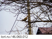 Городской пейзаж. Горлица на дереве. Воронеж. Стоковое фото, фотограф Владимир Шибаев / Фотобанк Лори