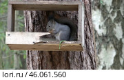 Белка в сломанной кормушке. Август. Squirrel in a broken feeder. August. Стоковое видео, видеограф Горшков Александр / Фотобанк Лори