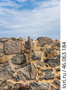 Бенгальский варан (Varanus bengalensis) сидит на старинной каменной стене (2018 год). Стоковое фото, фотограф Анна Ефимова / Фотобанк Лори