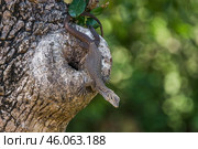 Бенгальский варан (Varanus bengalensis) сидит на стволе дерева на тёмно-зелёном фоне (2018 год). Стоковое фото, фотограф Анна Ефимова / Фотобанк Лори
