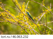 Синехвостая щурка (Merops philippinus) сидит на тонкой ветке на светлом фоне (2016 год). Стоковое фото, фотограф Анна Ефимова / Фотобанк Лори
