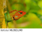 Обыкновенный калот (Calotes calotes), портрет крупным планом. Стоковое фото, фотограф Анна Ефимова / Фотобанк Лори