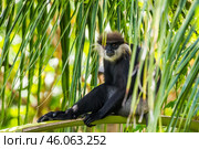 Краснолицый гульман (Semnopithecus vetulus) сидит среди листьев пальмы (2016 год). Стоковое фото, фотограф Анна Ефимова / Фотобанк Лори