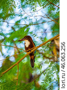 Красноклювая альциона (Halcyon smyrnensis fusca) сидит на ветке акации (2012 год). Стоковое фото, фотограф Анна Ефимова / Фотобанк Лори