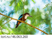 Красноклювая альциона (Halcyon smyrnensis fusca) сидит на ветке акации (2012 год). Стоковое фото, фотограф Анна Ефимова / Фотобанк Лори
