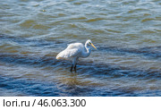 Большая белая цапля (Casmerodius albus) на охоте: стоит в воде и ищет добычу. Стоковое фото, фотограф Анна Ефимова / Фотобанк Лори