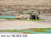 Азиатский, или индийский водяной, буйвол (Bubalus arnee) лежит в грязи у берега водопоя спасаясь от жары (2016 год). Стоковое фото, фотограф Анна Ефимова / Фотобанк Лори