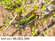 Синехвостая щурка (Merops philippinus) сидит на тонкой ветке (2016 год). Стоковое фото, фотограф Анна Ефимова / Фотобанк Лори