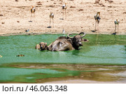 Азиатский, или индийский водяной, буйвол (Bubalus arnee) лежит в воде у берега водопоя спасаясь от жары (2016 год). Стоковое фото, фотограф Анна Ефимова / Фотобанк Лори