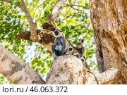 Семья гульманов (Semnopithecus priam), или лангуров, сидит на ветвях большого дерева на фоне ствола (2016 год). Стоковое фото, фотограф Анна Ефимова / Фотобанк Лори