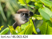 Краснолицый гульман  (Semnopithecus vetulus), эндемик Шри-Ланки, кормится сидя на дереве. Портрет крупным планом. (2012 год). Стоковое фото, фотограф Анна Ефимова / Фотобанк Лори