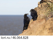 Два молодых ворона на скалистом морском берегу. Взаимоотношения в животном мире. На заднем плане море. Лето. Дикая природа Арктики. Чукотка, Дальний Восток России. Стоковое фото, фотограф Андрей Степанов / Фотобанк Лори