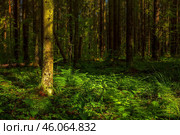 Лесной летний пейзаж. Хвойный лес. Северная природа. Стоковое фото, фотограф Андрей Степанов / Фотобанк Лори