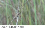 Паук Аргиопа Брюнниха или паук-оса Argiope bruennichi. Стоковое видео, видеограф Александр Мамонтов / Фотобанк Лори