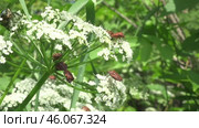 Щитник линейчатый или Клоп итальянский Graphosoma italicum. Стоковое видео, видеограф Александр Мамонтов / Фотобанк Лори