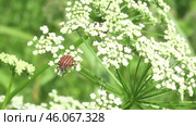 Щитник линейчатый или Клоп итальянский Graphosoma italicum. Стоковое видео, видеограф Александр Мамонтов / Фотобанк Лори