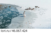 Ducks and swans swimming in the frozen lake in Saillagouse, Pyrenees-Orientales, Languedoc-Rousillon, France. Стоковое фото, фотограф Feruza Tashmetova / Фотобанк Лори