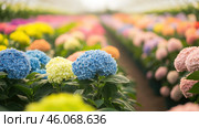 Colorful hydrangeas growing in a greenhouse under the sunlight. Стоковое AI-изображение, AI-художник Юрий Поздников / Фотобанк Лори