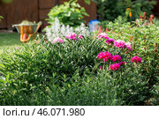 Close-up of blooming pink peonies. Peony flowers and buds in the spring garden. Green natural background. A blooming garden. Beautiful bokeh. Стоковое фото, фотограф Photojuli / Фотобанк Лори