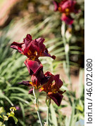 A red, burgundy iris flower in a blooming summer garden. Beautiful natural natural background. Стоковое фото, фотограф Photojuli / Фотобанк Лори
