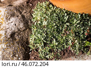 Landscape design. Planting, disembarking, and gardening. A natural, blooming, environmentally friendly natural background. Стоковое фото, фотограф Photojuli / Фотобанк Лори