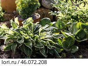 Landscape design. Planting, disembarking, and gardening. A natural, blooming, environmentally friendly natural background. Стоковое фото, фотограф Photojuli / Фотобанк Лори