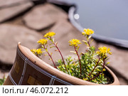 Landscape design. Planting, disembarking, and gardening. A natural, blooming, environmentally friendly natural background. Стоковое фото, фотограф Photojuli / Фотобанк Лори
