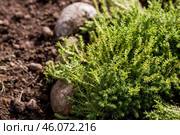 Landscape design. Planting, disembarking, and gardening. A natural, blooming, environmentally friendly natural background. Стоковое фото, фотограф Photojuli / Фотобанк Лори