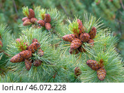 Шишки кедрового стланика . Сосна стланиковая или Кедро́вый стла́ник. ( Pinus pumila (Pall.) Regel, 1859 ) Восточная Сибирь, Якутия. Стоковое фото, фотограф Павел Просянов / Фотобанк Лори